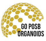 GO POSB Organoids